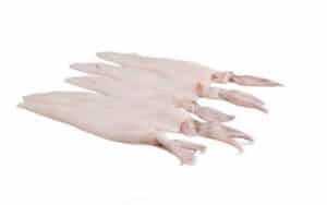 Calamars entiers nettoyées