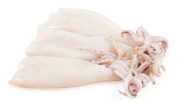 Calamars patagonie