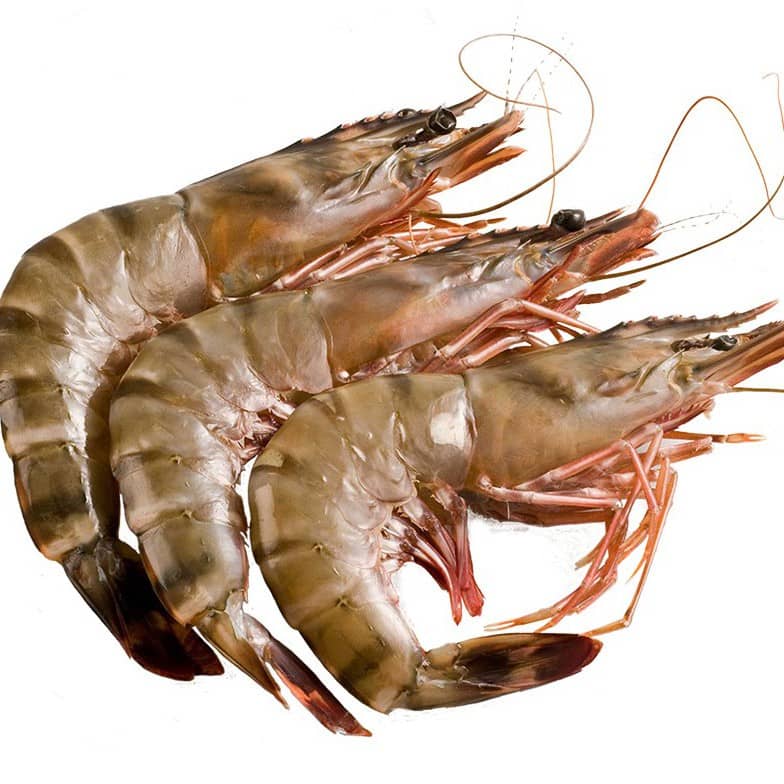 Gambas Madagascar 10-20