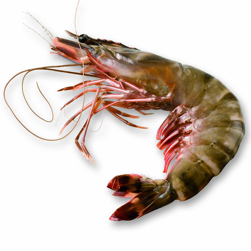 Gambas géantes sauvages