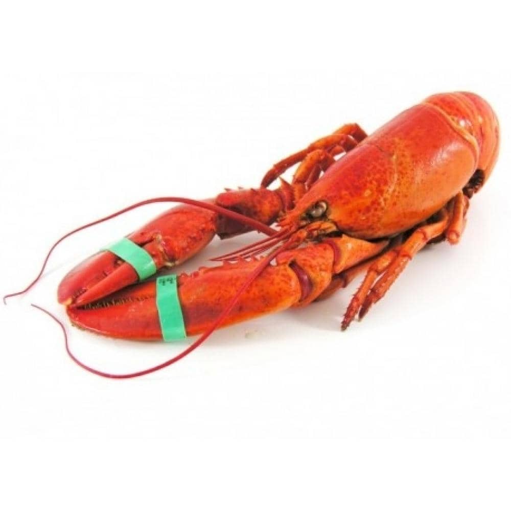 Homard