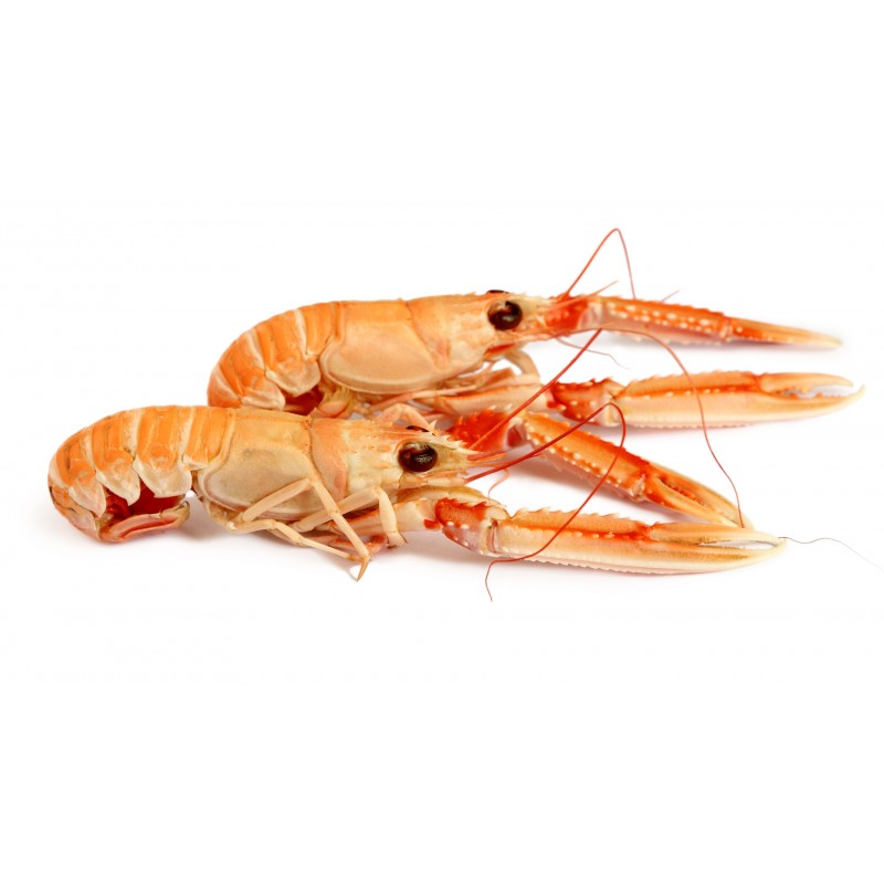 Langoustines