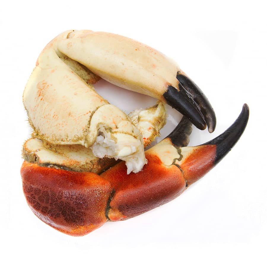 Pinces de tourteaux